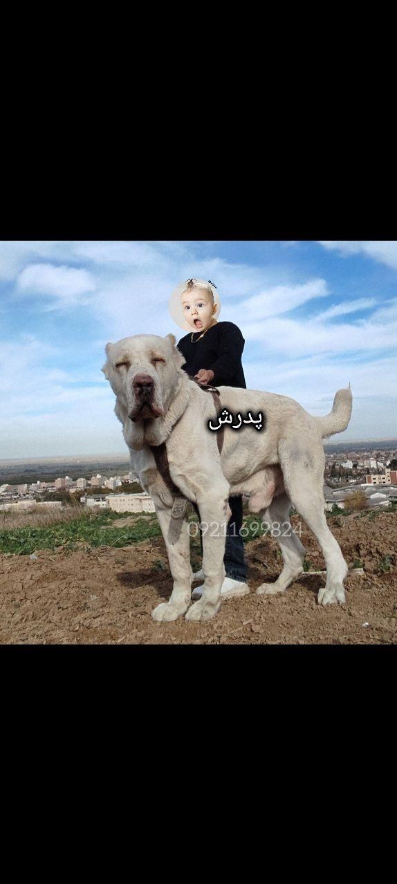 توله آلابای کائو نر|سگ|تهران, تهرانپارس شرقی|دیوار