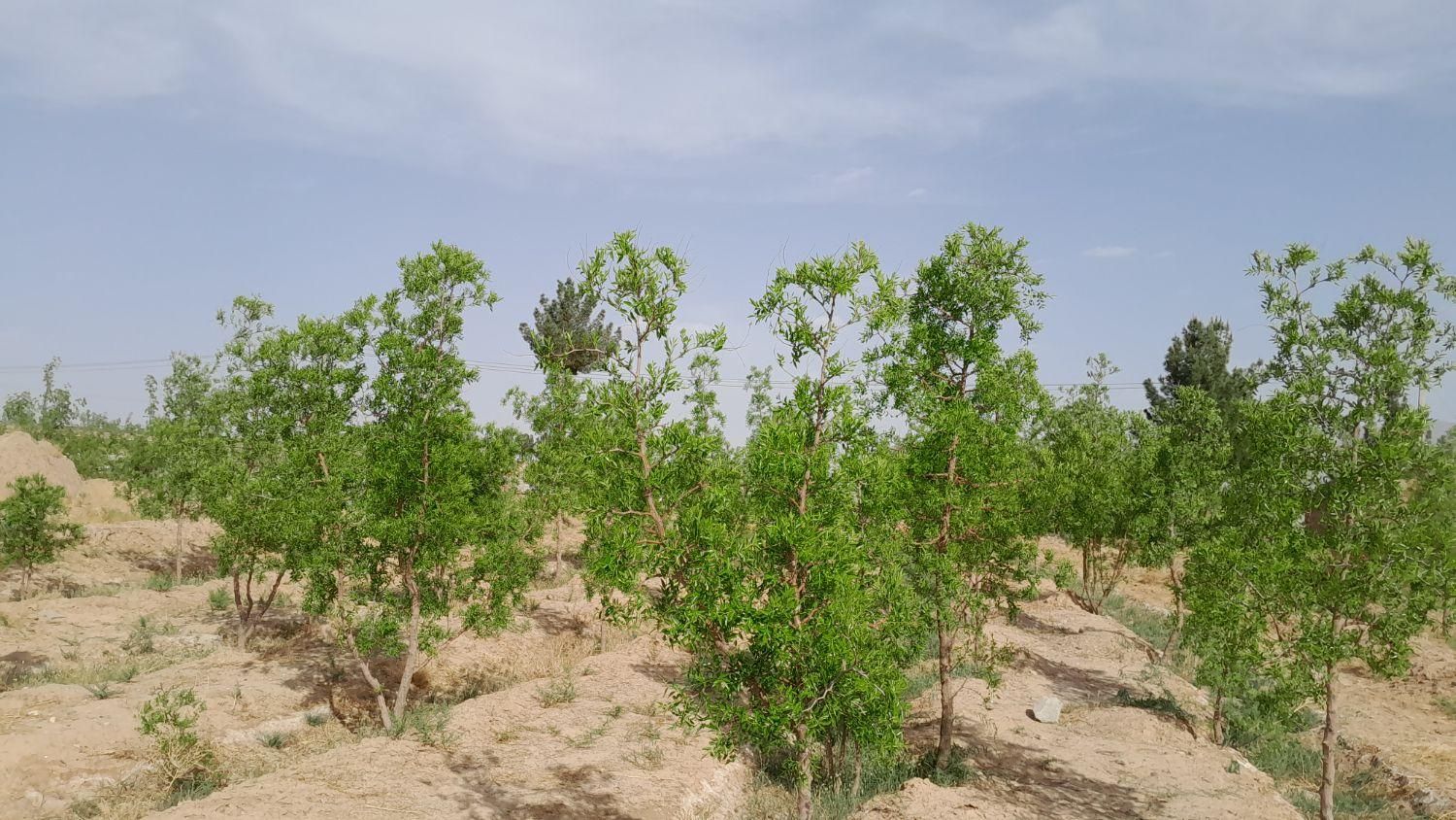 تصویر 7