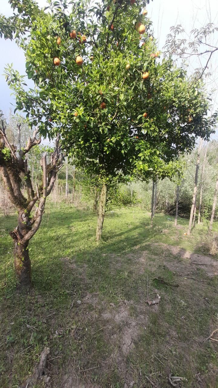 زمین مسکونی فروشی در روستای گنجار|فروش زمین و ملک کلنگی|احمدسرگوراب, |دیوار