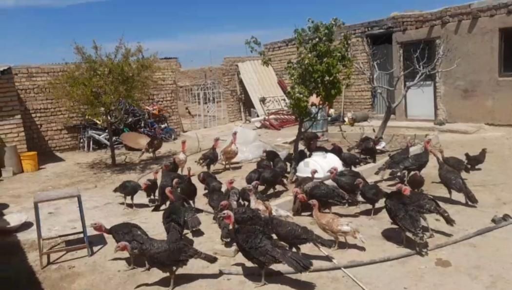 بوقلمون|حیوانات مزرعه|قزوین, |دیوار