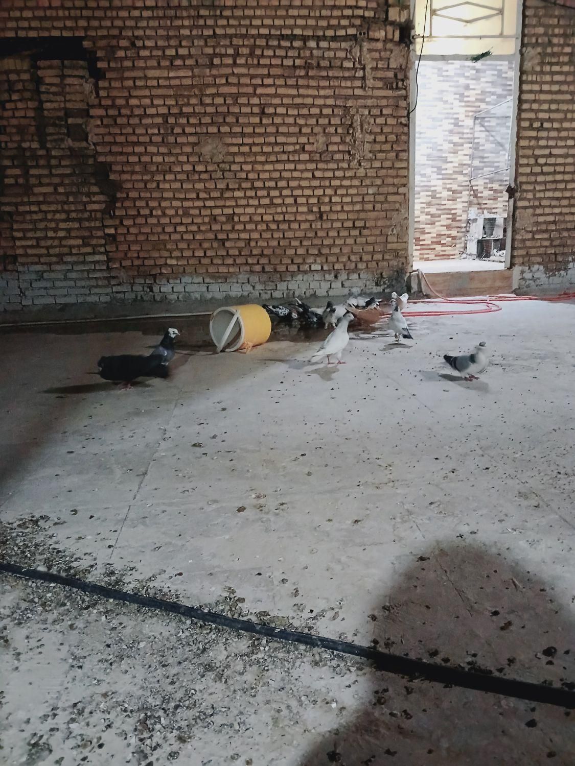 آبادان|حراج|آبادان, |دیوار