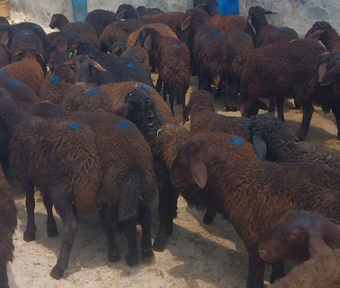 بره|حیوانات مزرعه|همدان, |دیوار