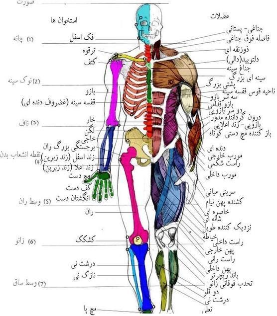 آموزش ماساژ و حرکات اصلاحی|خدمات آموزشی|شیراز, ارم|دیوار