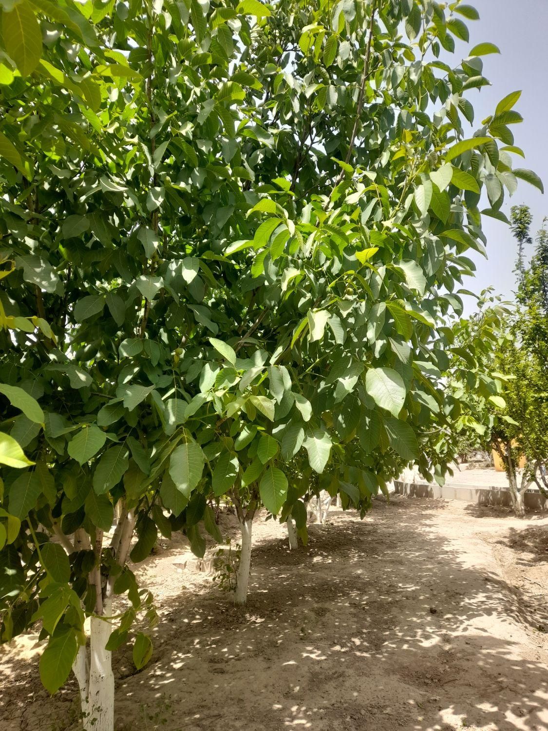 باغ و باغچه ۱۹۰ متری(چسبه بافته مسکونی)دارای برق|فروش زمین و ملک کلنگی|تهران, امیریه|دیوار
