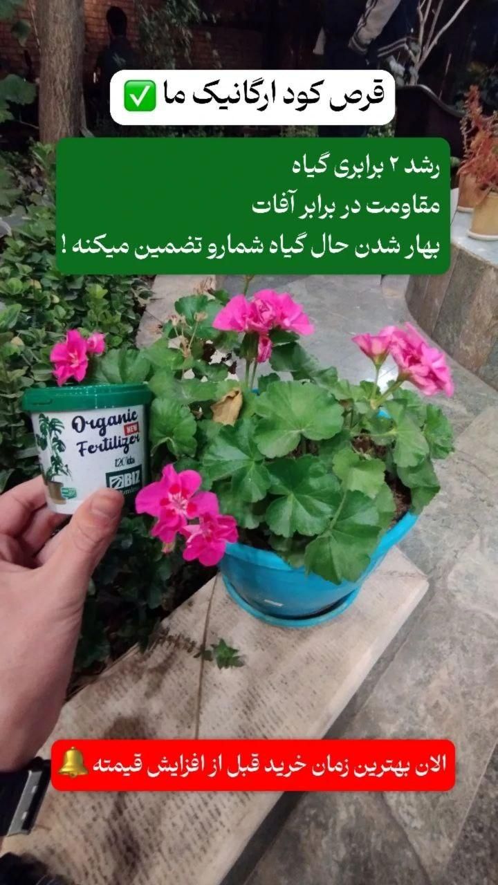 قرص کود گل و گیاه مناسب برای انواع گل و گیاه|گل و گیاه طبیعی|رشت, بلوار گیلان|دیوار