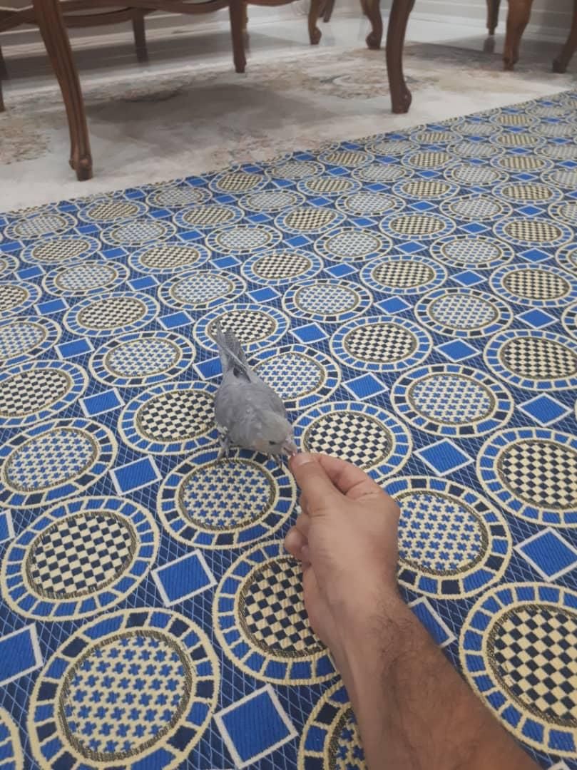 عروس هلندی، ماده، رام و دستی|پرنده|تهران, شهرآرا|دیوار