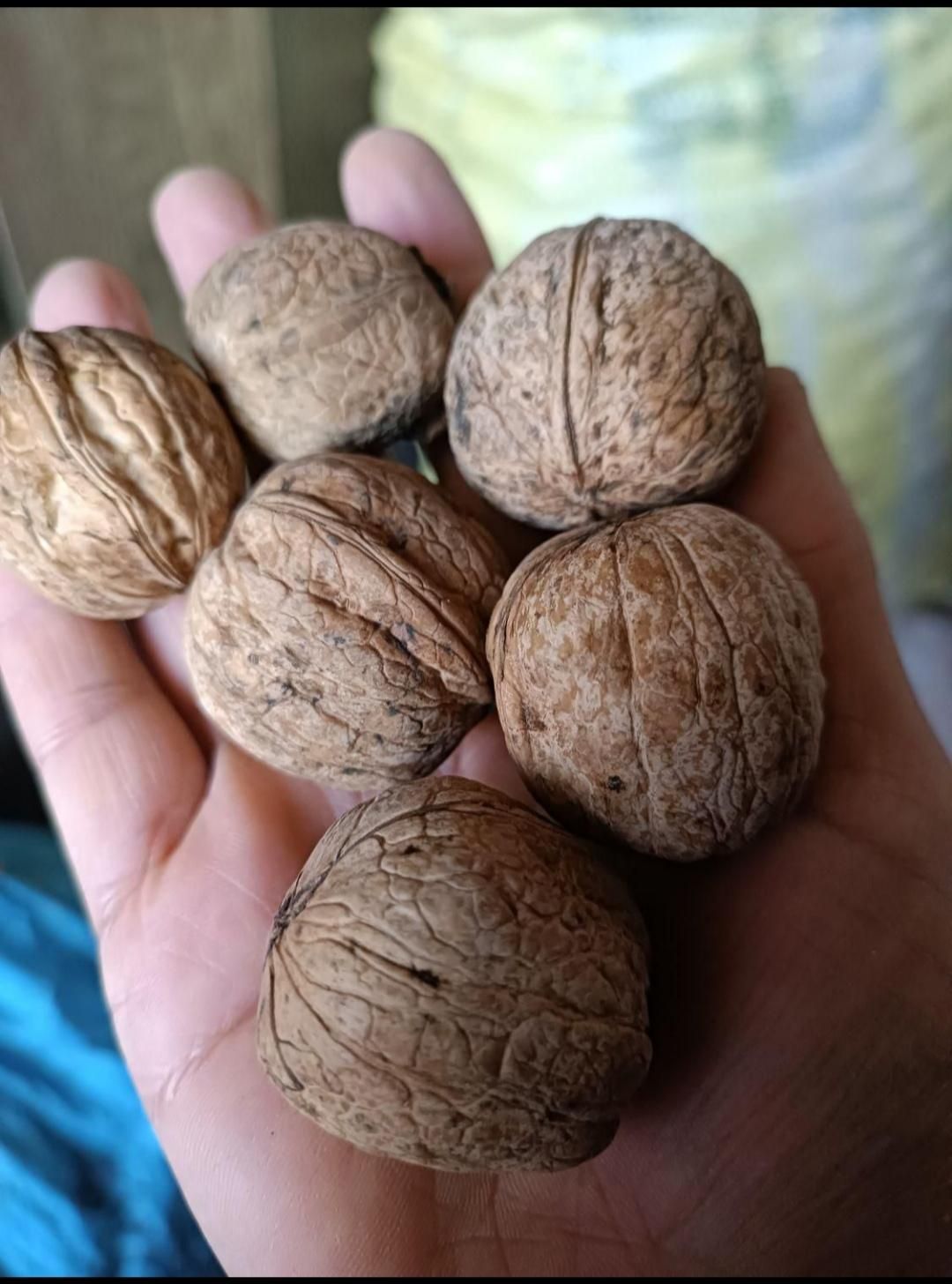 گردو|خوردنی و آشامیدنی|شیراز, شهرک گلها|دیوار
