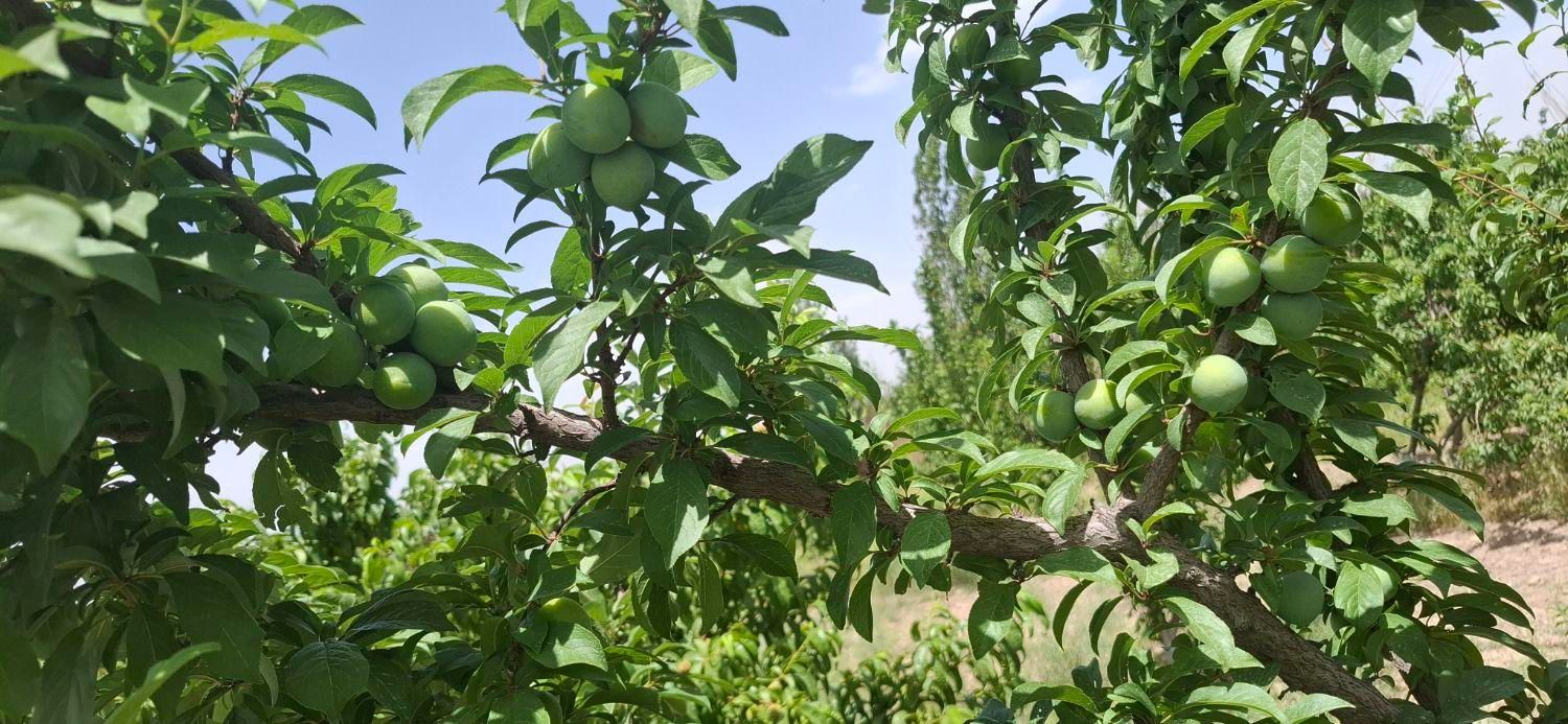 باغ1500متری با سند تک برگ و سهم داعمی اب از چاه|فروش زمین و ملک کلنگی|تهران, فلاح|دیوار
