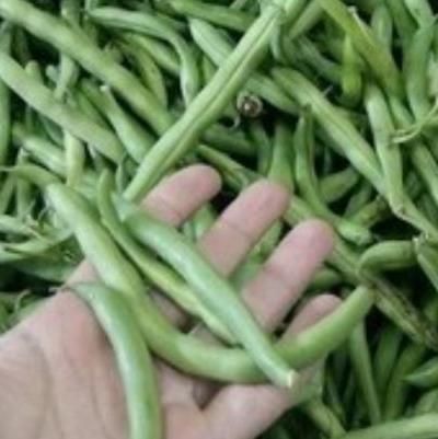 لوبیا سبز|خوردنی و آشامیدنی|چناران, |دیوار