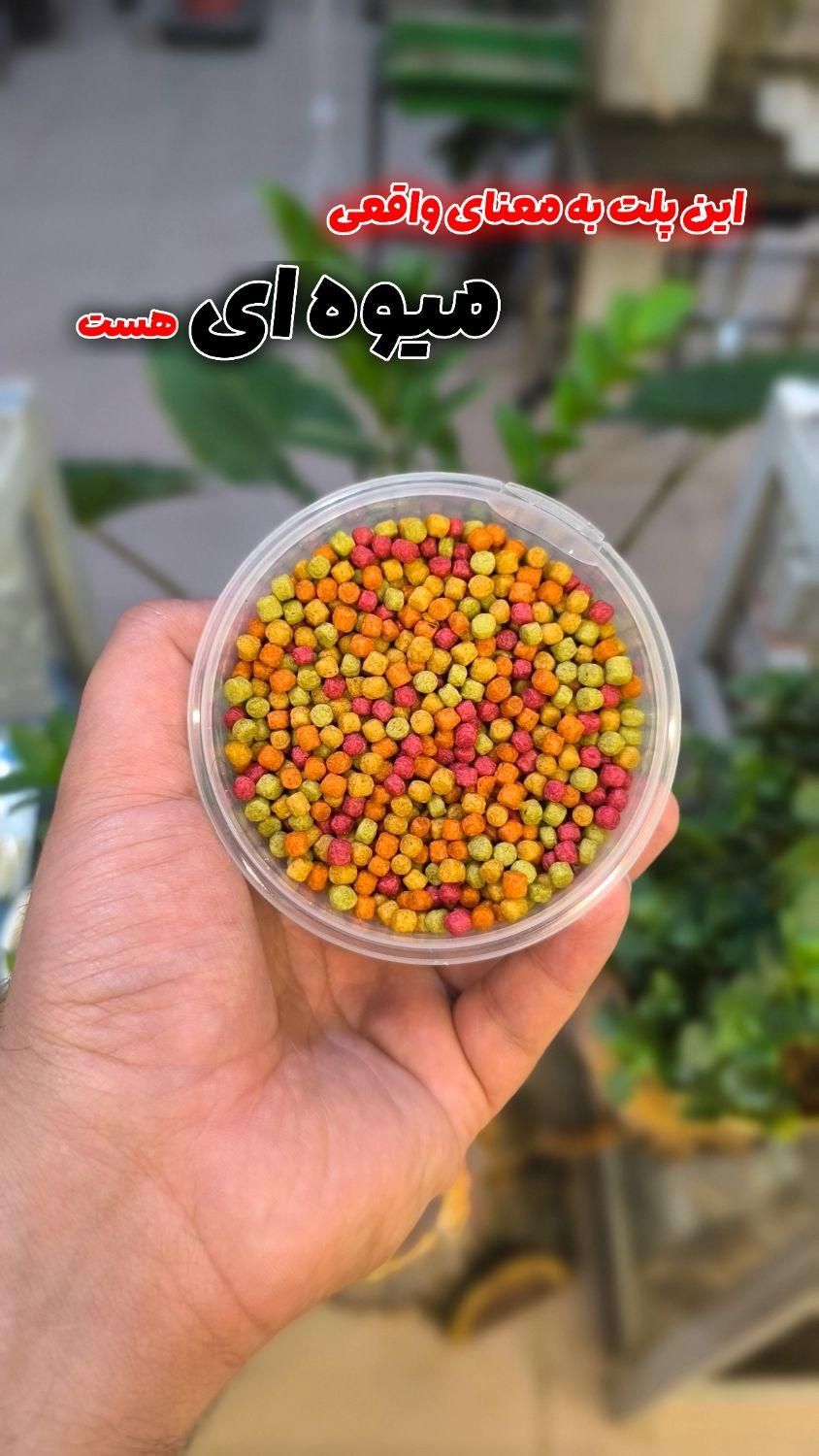 پلت میوه ای بهترین خوراک طوطی|لوازم جانبی حیوانات|قم, نخودی|دیوار