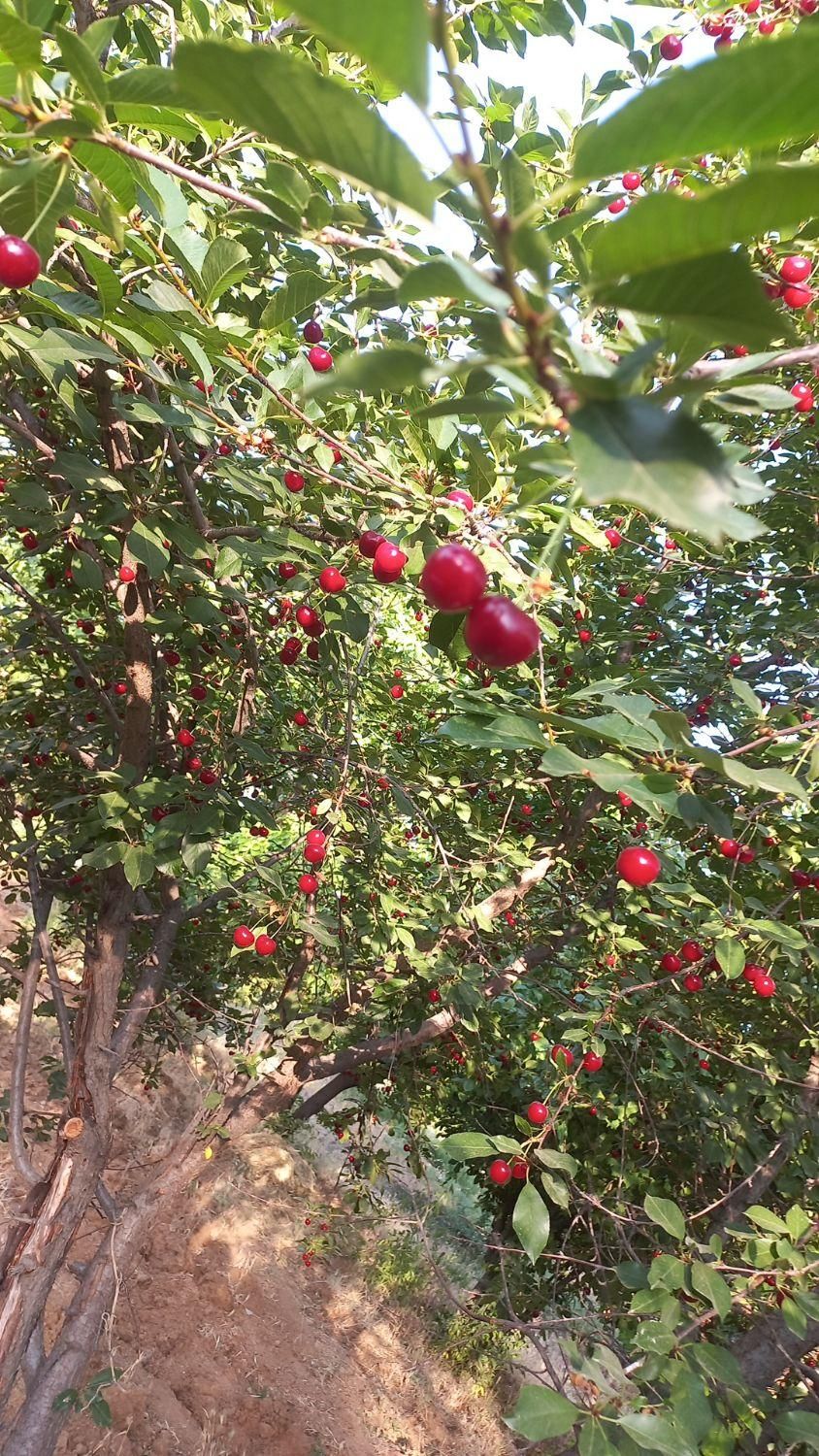 خانه باخ|گردهمایی و همایش|سنندج, |دیوار