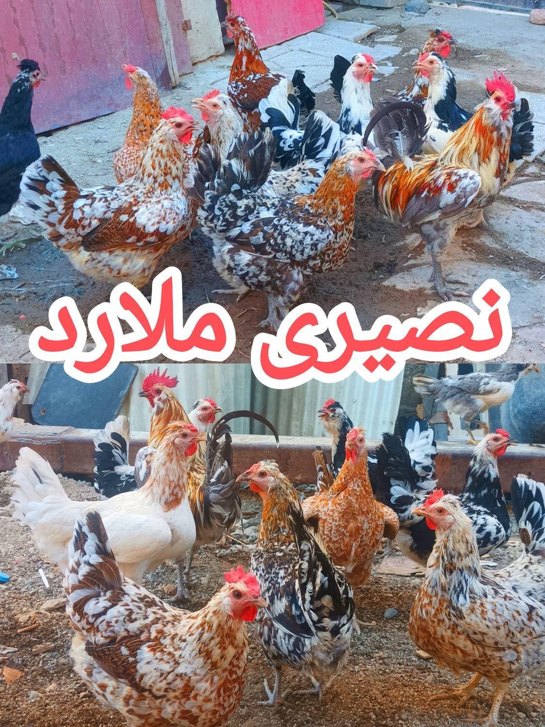 تخم‌مرغ نطفه‌دارگلین‌لری|حیوانات مزرعه|کرج, ملارد|دیوار