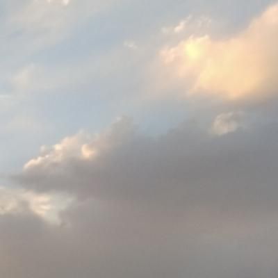 پیدا شده کبوتر یا کفتر|حیوانات|کرمان, |دیوار
