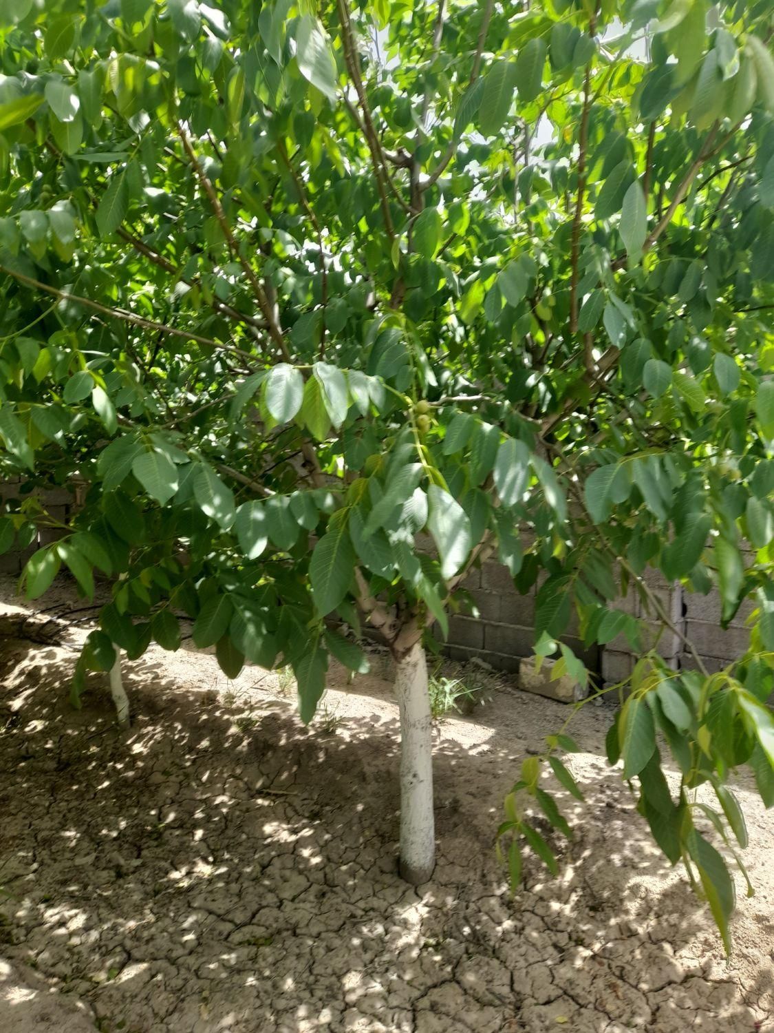 باغ و باغچه ۱۵۴ متری / چسبه بافته مسکونی|فروش زمین و ملک کلنگی|تهران, امیریه|دیوار
