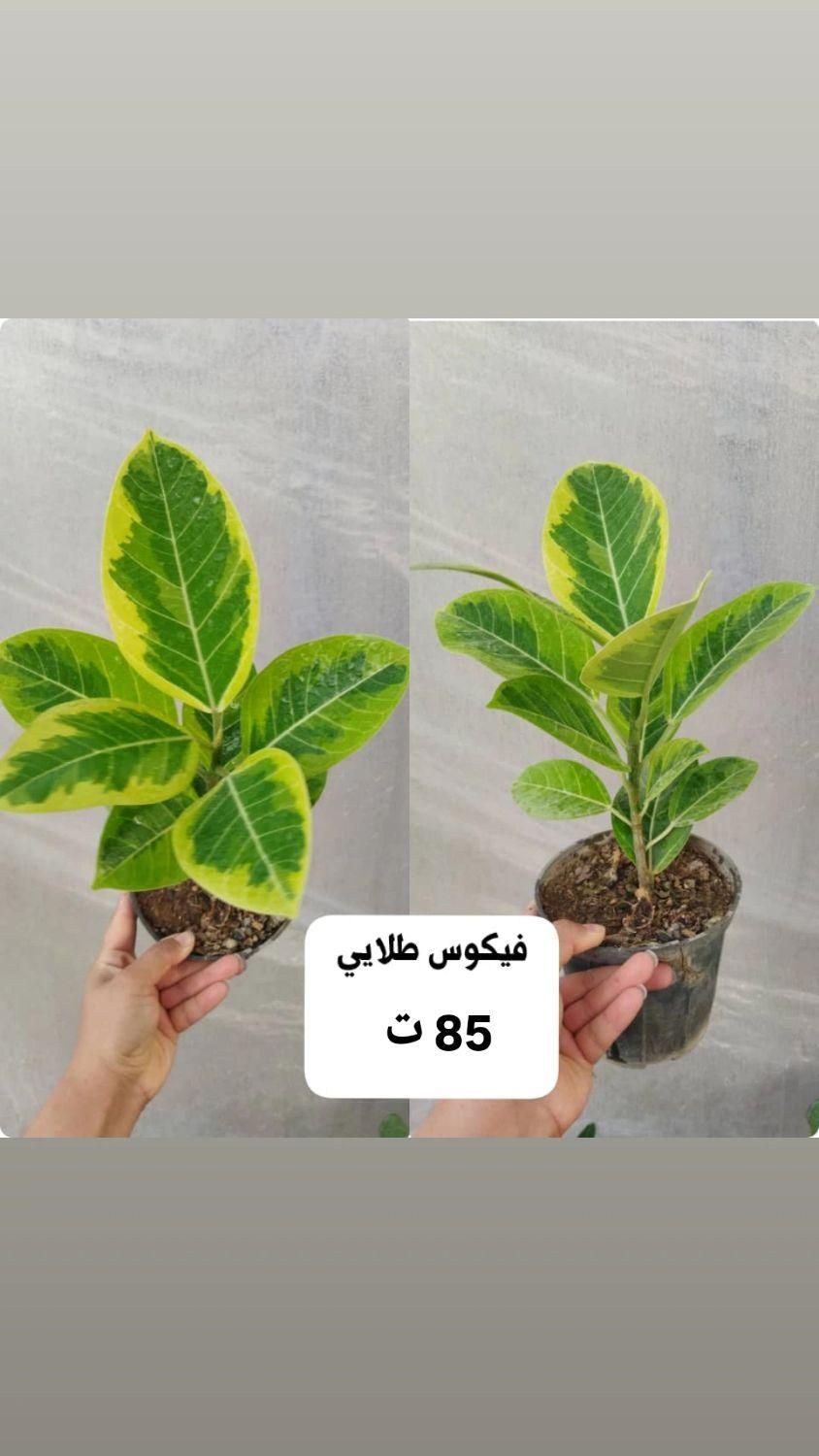 گل و گیاه طبیعی|گل و گیاه طبیعی|بندر گناوه, |دیوار