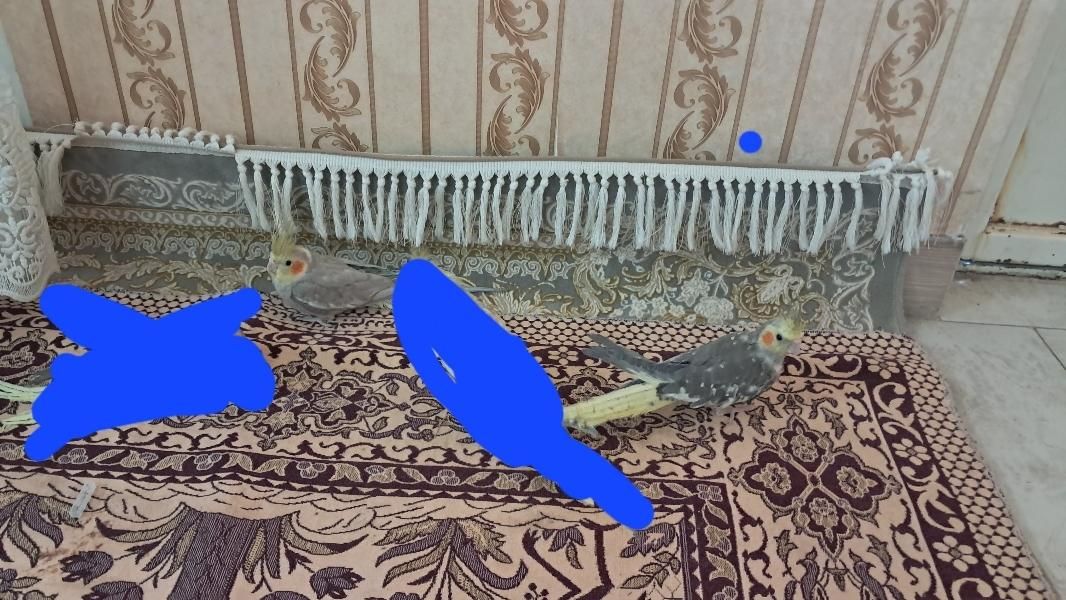 دو تا عروس هلندی سالم و سرحال بازی گوش|پرنده|قوچان, |دیوار