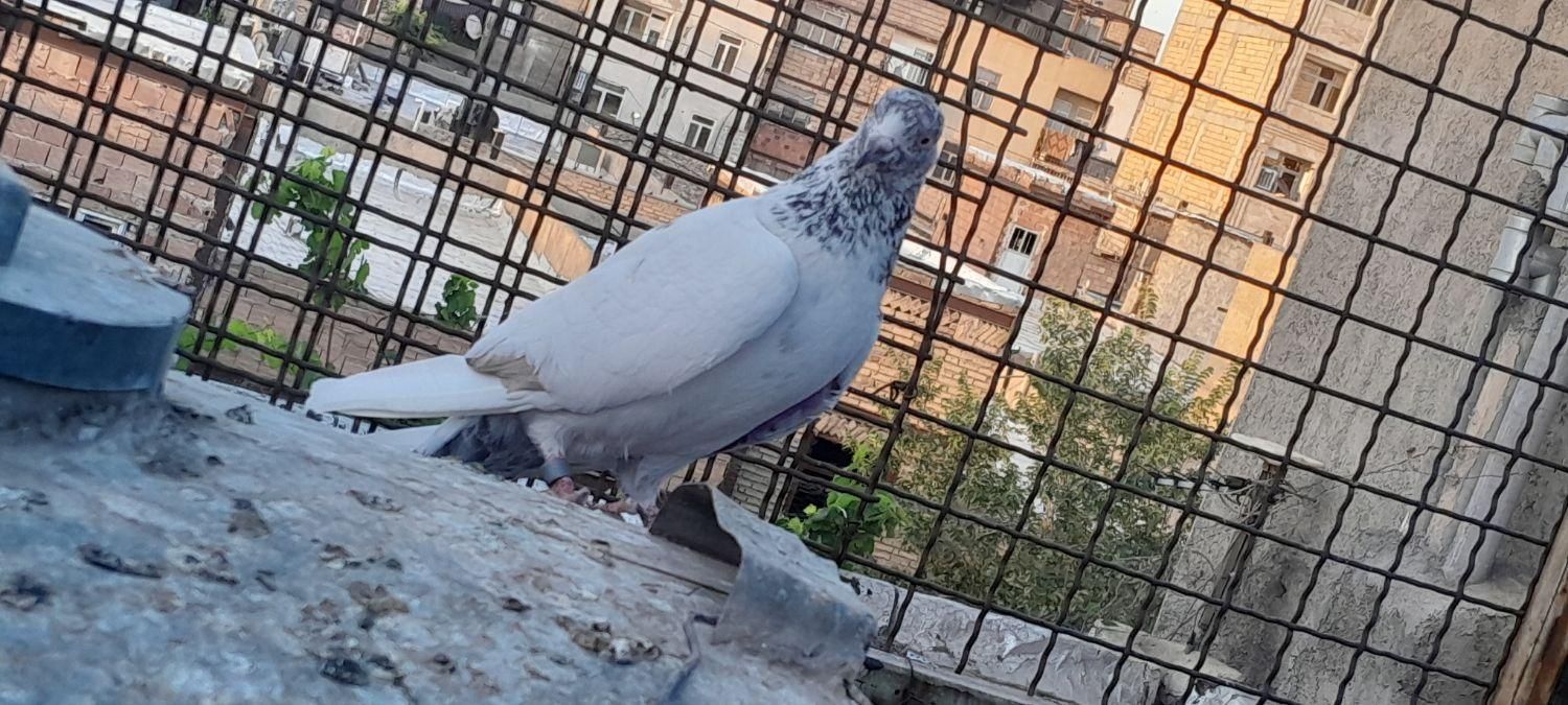 کفتر پاکستانی|پرنده|تهران, شهرک ابوذر|دیوار