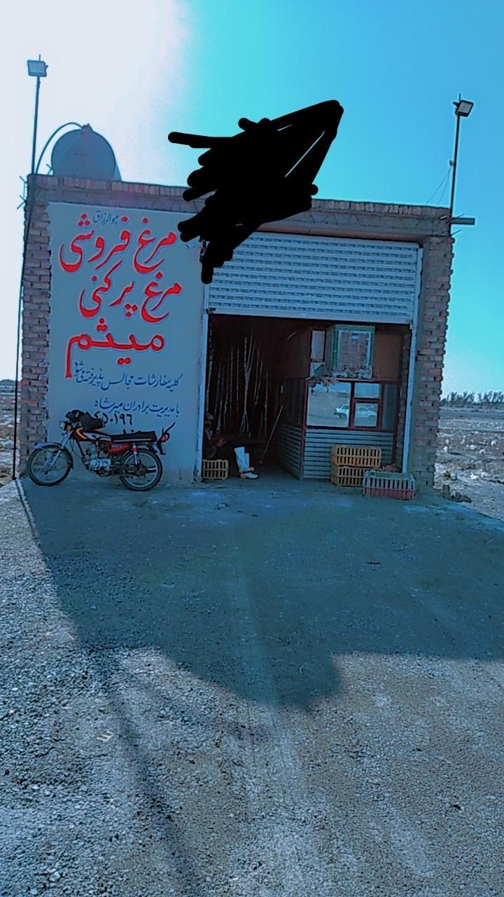 مرغ گوشتی شهرستان|حیوانات مزرعه|زابل, |دیوار