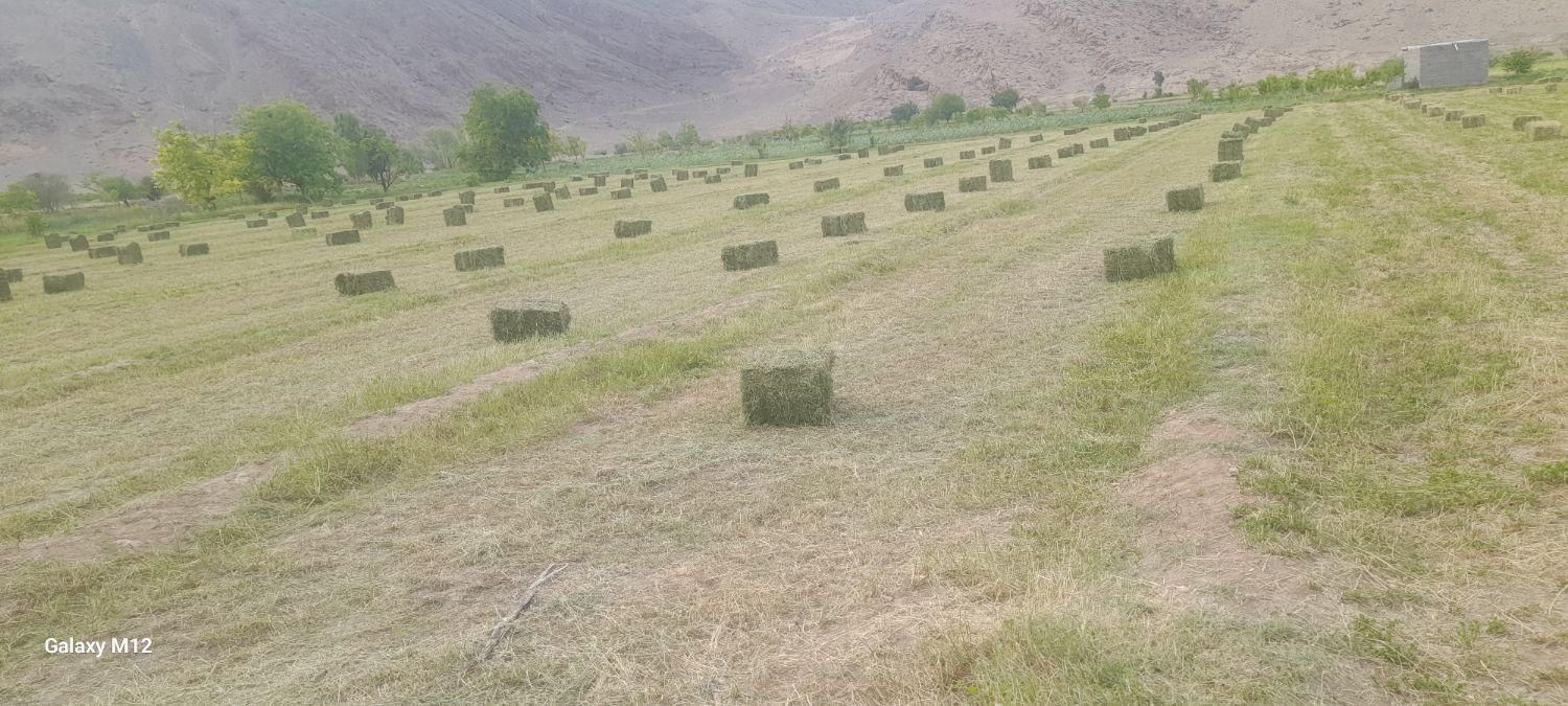 فروش یونجه پرس شده|خدمات باغبانی و درختکاری|خوی, |دیوار
