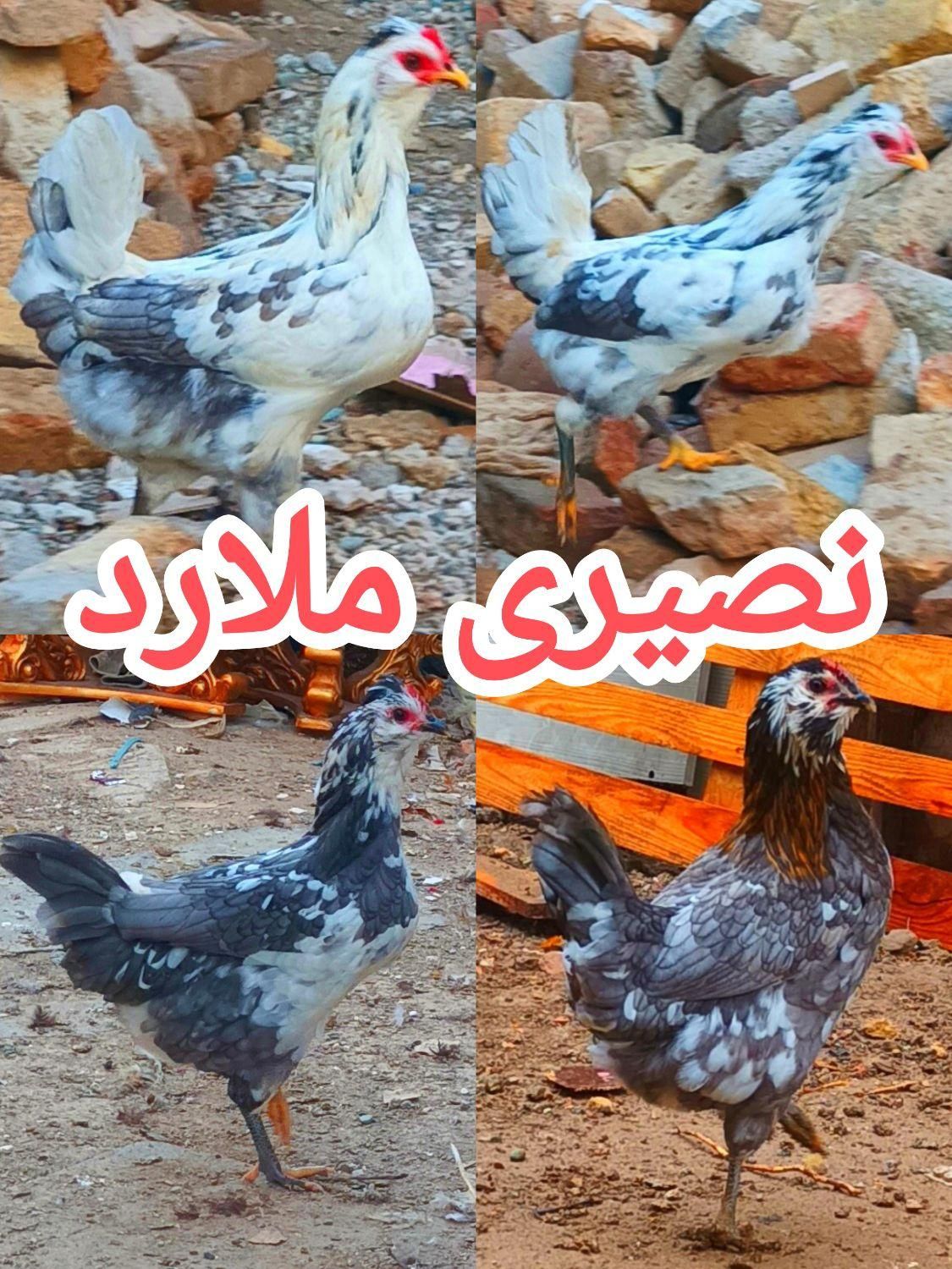 تخم‌مرغ نطفه‌دارگلین‌لری|حیوانات مزرعه|کرج, ملارد|دیوار