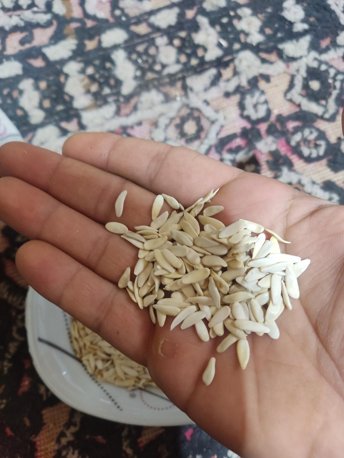 بزر خیار ترک درجه یک|گل و گیاه طبیعی|رامهرمز, |دیوار