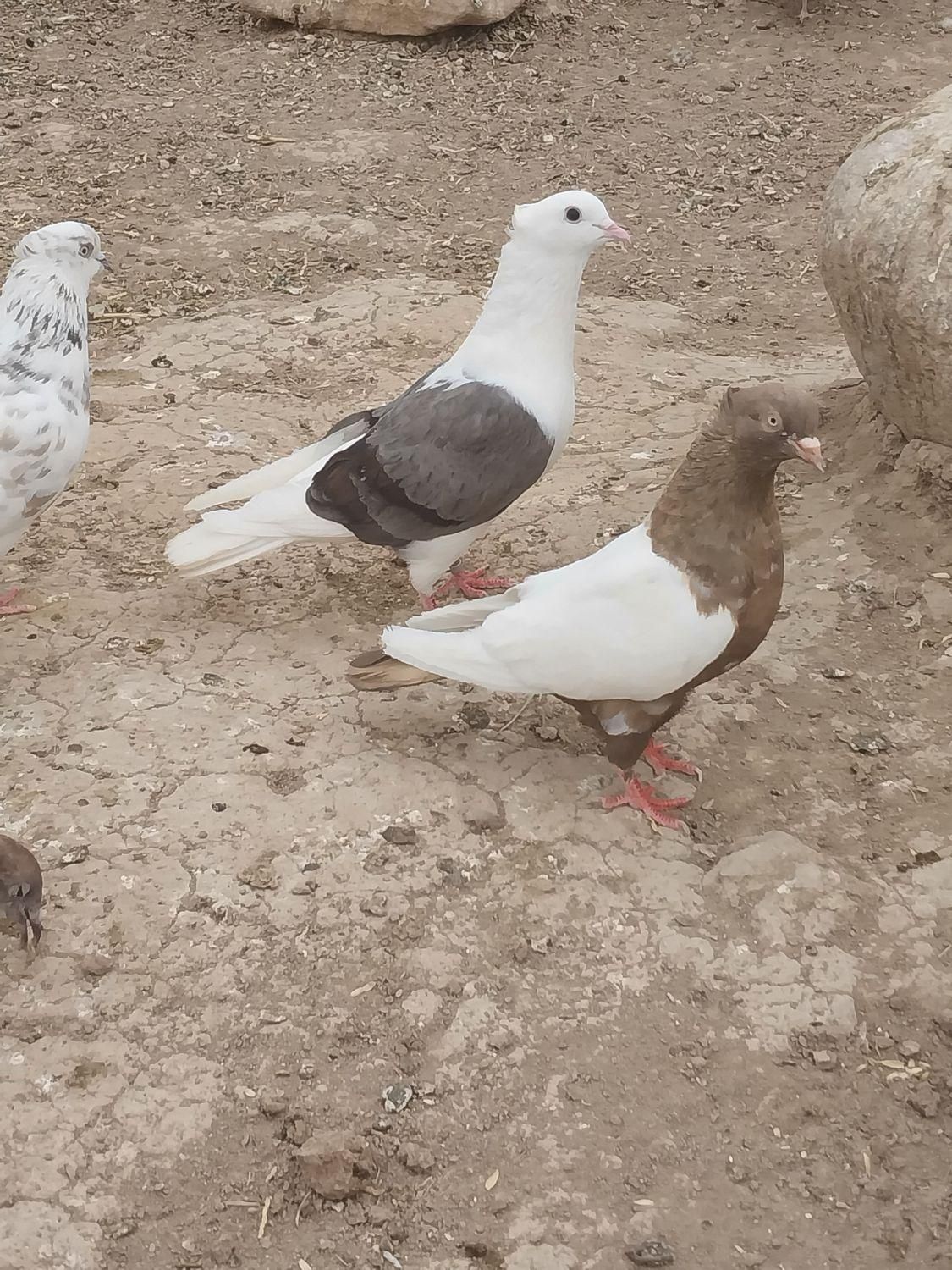 تعدادی کفتر رنگی تخم جوجه ای گمشده|حیوانات|رفسنجان, |دیوار