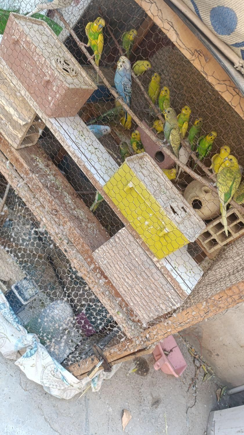 مرغ عشق پروانه ای ومعمولی|پرنده|بندرعباس, |دیوار