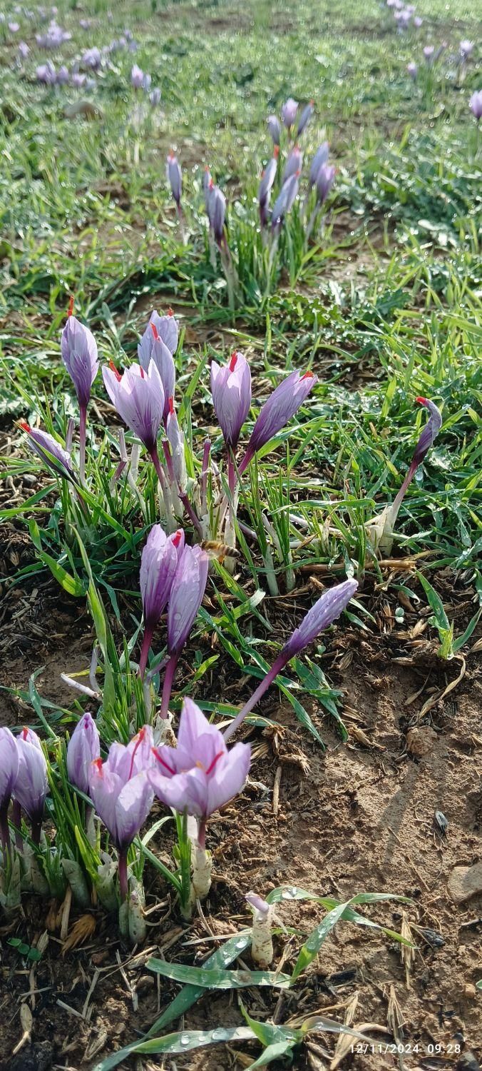 زعفران لرستان طلای سرخ لرستان|خوردنی و آشامیدنی|تهران, آذربایجان|دیوار