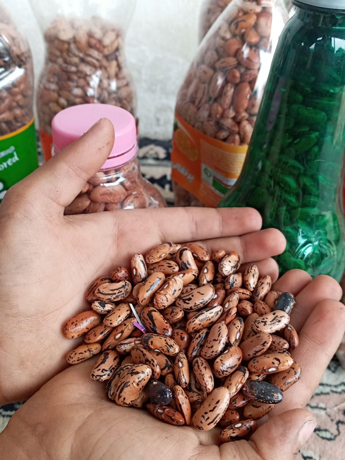 انواع لوبیا|خوردنی و آشامیدنی|املش, |دیوار