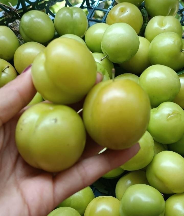 الوچه برای رب پختن|خوردنی و آشامیدنی|رشت, بازار|دیوار