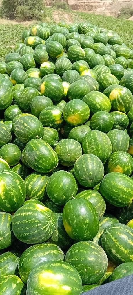 هندوانه گرد/ بیضی /فارس /گچساران|خوردنی و آشامیدنی|تهران, آبشار|دیوار
