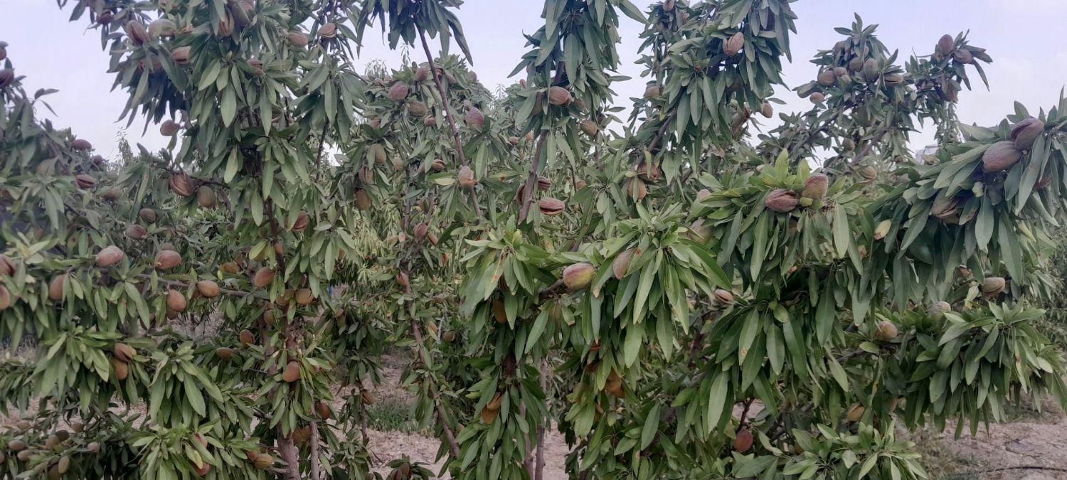 ویلا باغ|فروش خانه و ویلا|اصفهان, ناژوان|دیوار