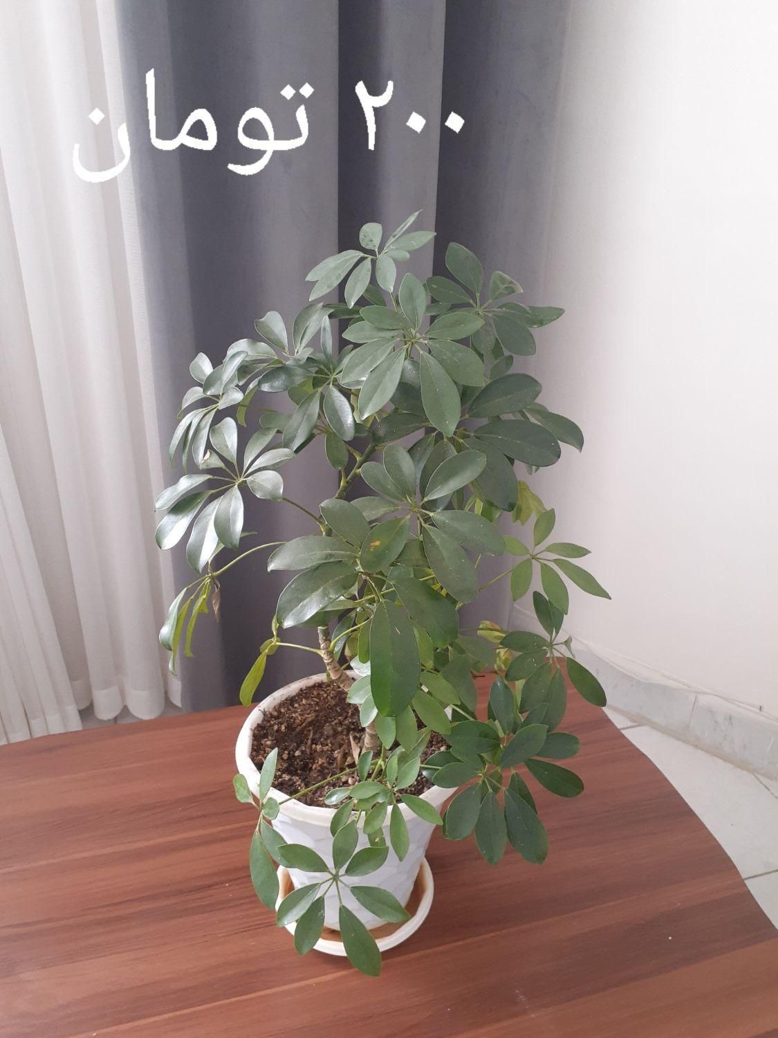 تعدادی گل به فروش می‌رسد|گل و گیاه طبیعی|شاهین‌شهر, مخابرات (شهید بهشتی)|دیوار