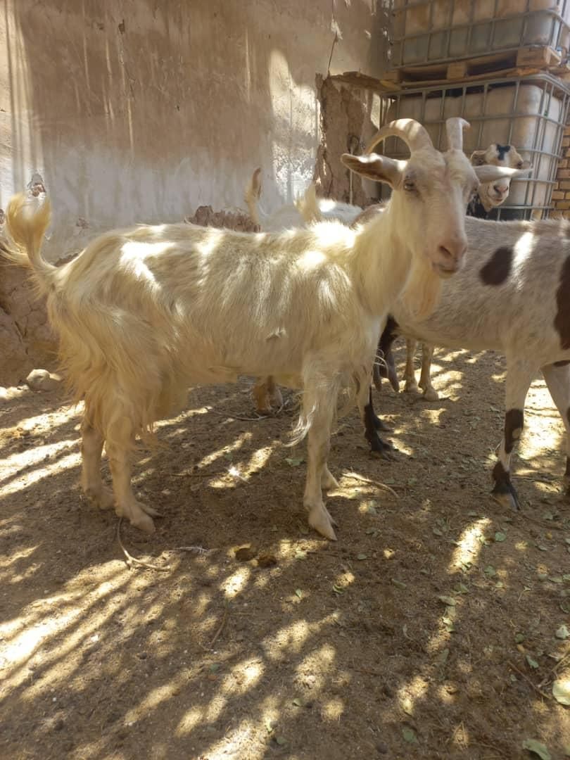 بز سانن|حیوانات مزرعه|اردکان, |دیوار
