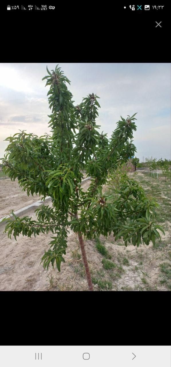 باغ، باغچه، زمین، نگهبانی، استخر ذخیره آب|فروش زمین و ملک کلنگی|تهران, عبدل‌آباد|دیوار