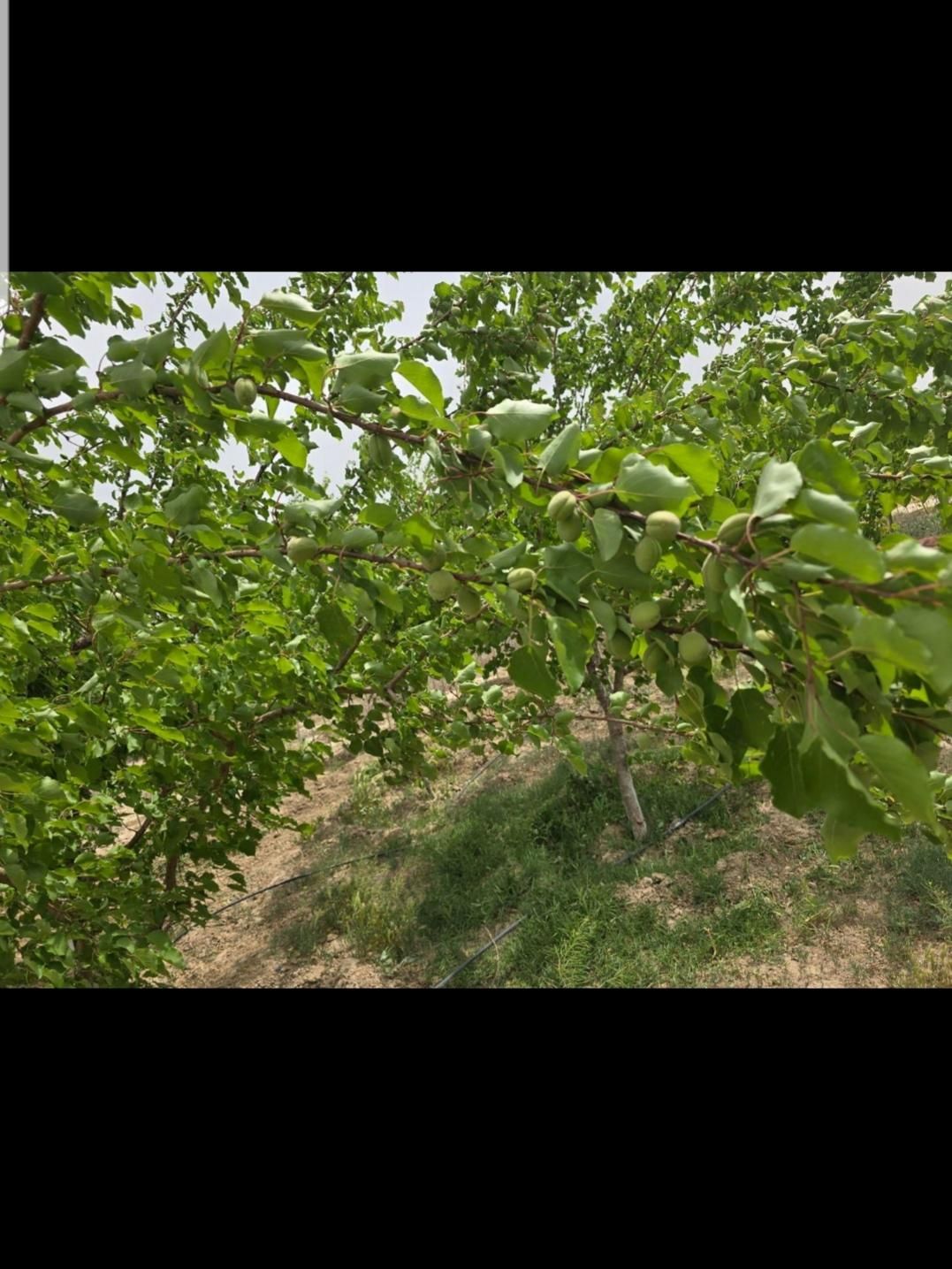 باغچه پروژه سرو احمدآباد بهمن آباد مجموعه سرو|فروش زمین و ملک کلنگی|تهران, خلیج فارس|دیوار