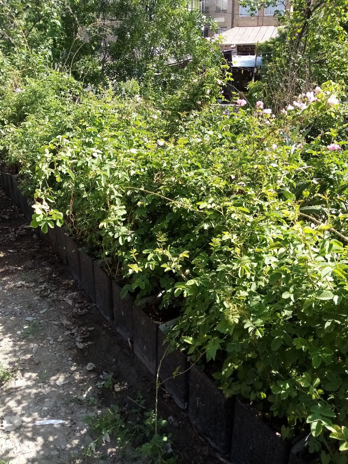 نهال گل محمدی (گلاب)|گل و گیاه طبیعی|مشهد, وکیل‌آباد|دیوار