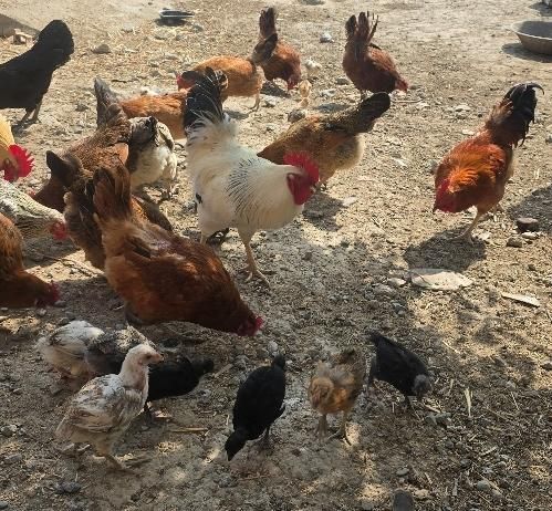 تعدای مرغ و خروس و جوجه|حیوانات مزرعه|بندر ترکمن, |دیوار