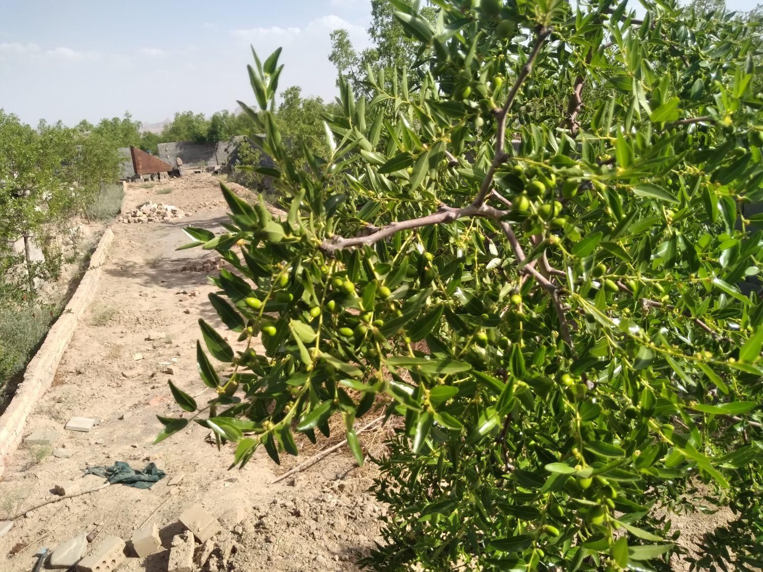 تصویر 5