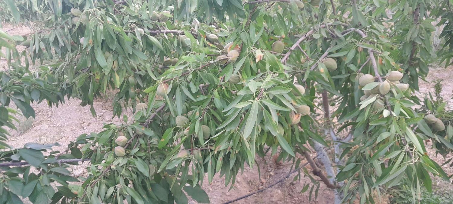 ویلا باغ|فروش خانه و ویلا|اصفهان, ناژوان|دیوار