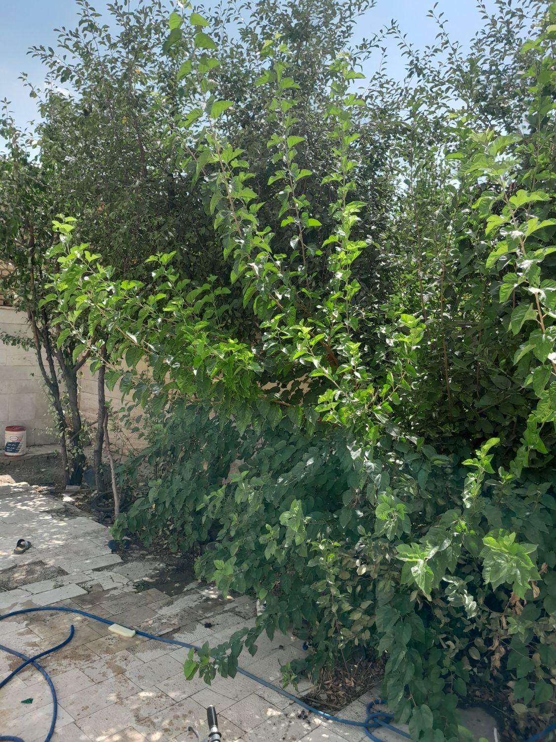 اجاره آپارتمان ۷۰ متری ۲ خوابه همکف|اجارهٔ آپارتمان|محلات, |دیوار