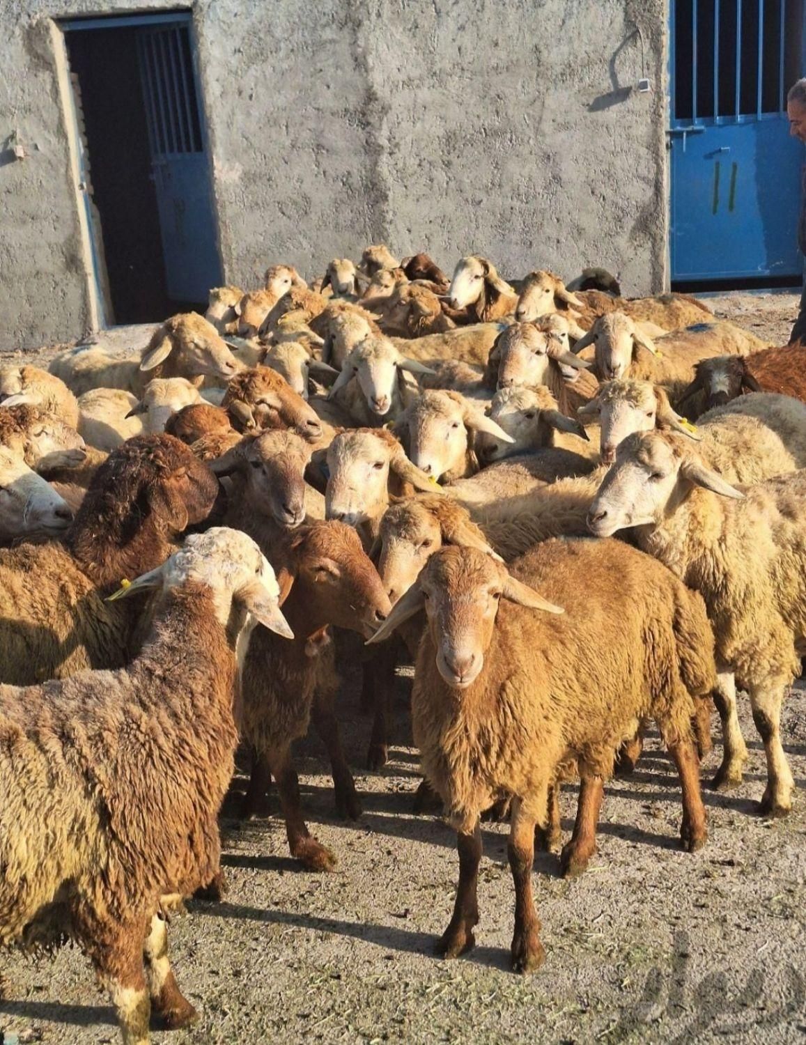 هروی ازگل دارآباد نیاوران گوسفنددر حکیمیه زنده|حیوانات مزرعه|تهران, حکیمیه|دیوار