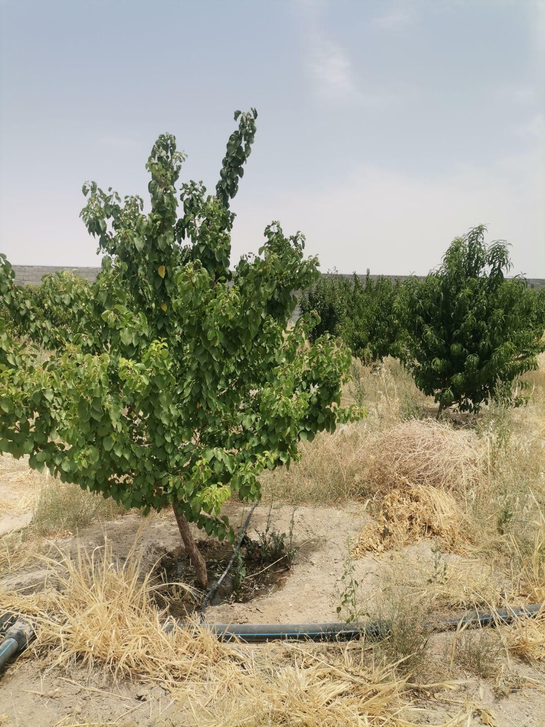 زمین باغ سند دار|فروش زمین و ملک کلنگی|اصفهان, گورت|دیوار