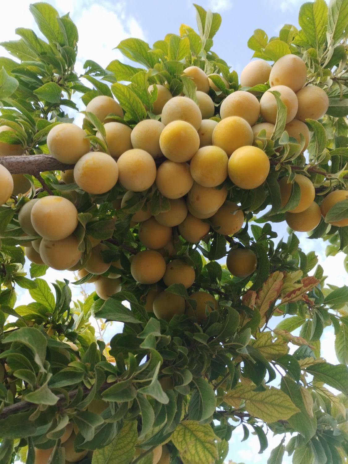 آلو قطره طلا(بخارا)|خوردنی و آشامیدنی|دلیجان, |دیوار