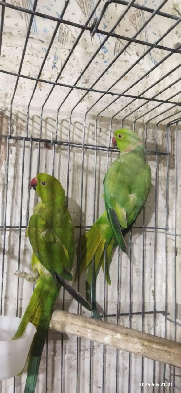 طوطی ملنگو|پرنده|شاهرود, |دیوار