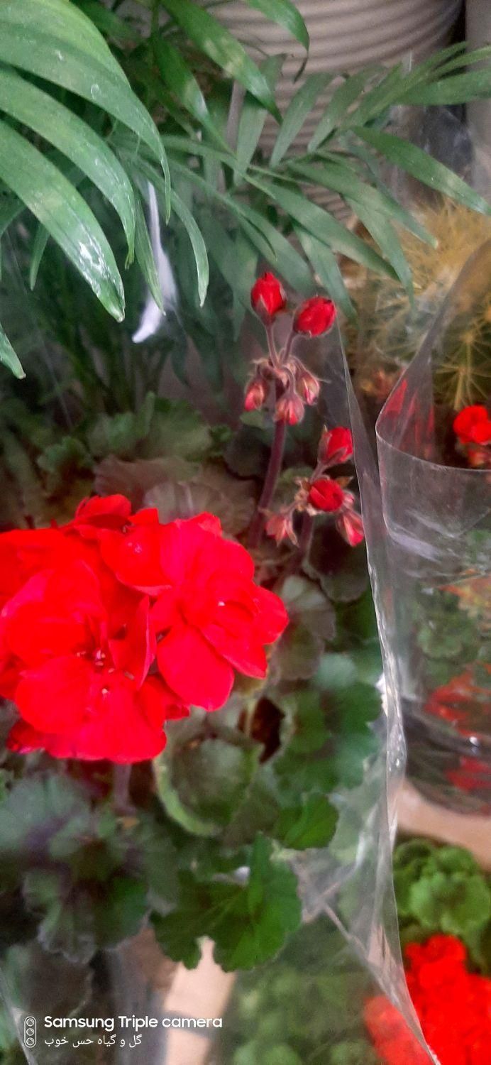 گل شمعدانی / اژدر / عطر چای|گل و گیاه طبیعی|تهران, جهاد|دیوار