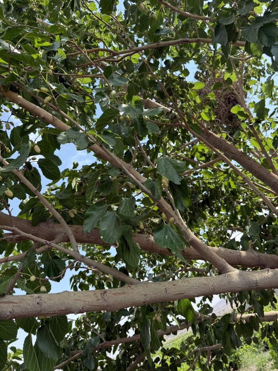 باغچه و باغ ۲۱۹ متری /لوکیشن باغی سندار|فروش زمین و ملک کلنگی|تهران, خانی‌آباد|دیوار