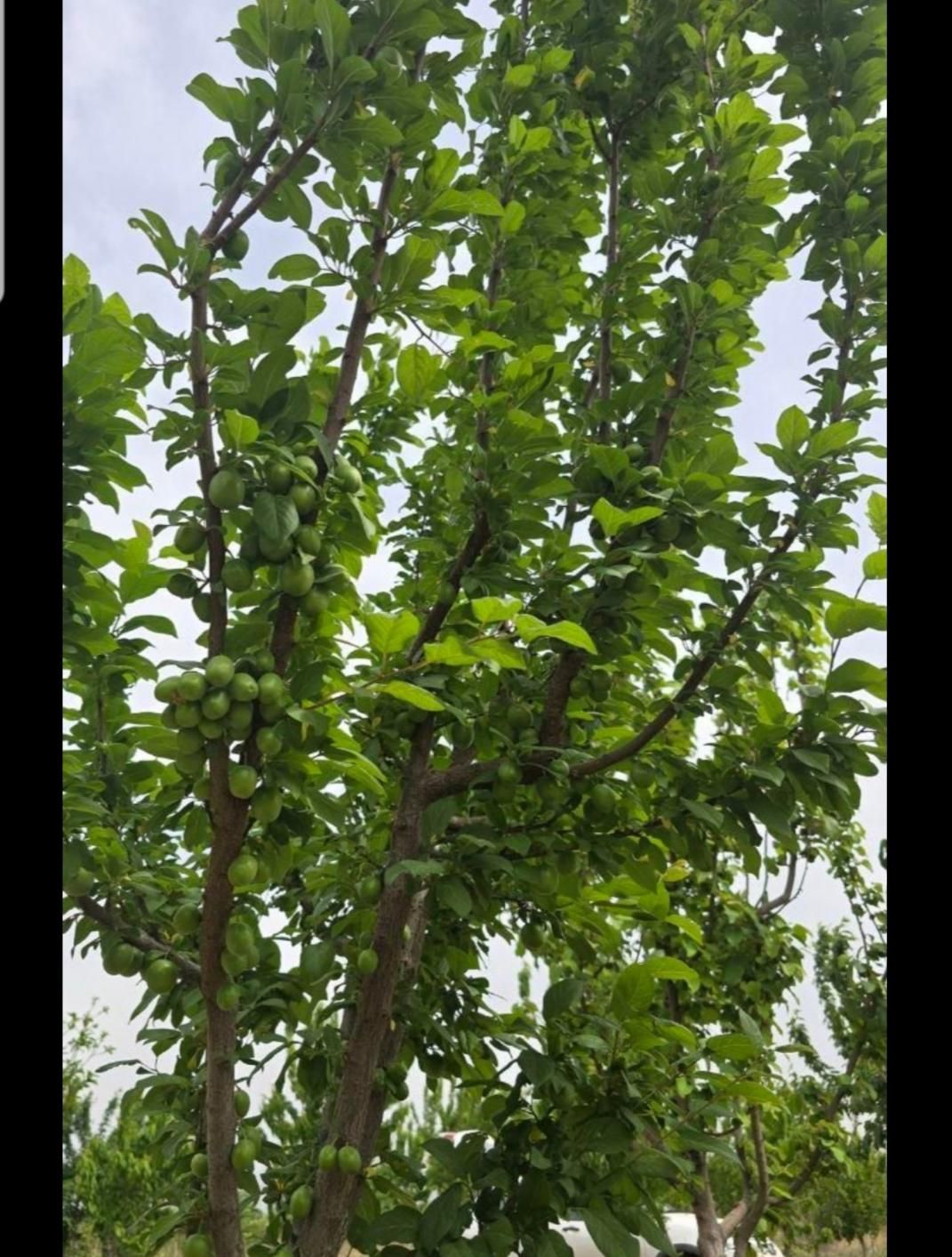 باغچه پروژه سرو احمدآباد بهمن آباد مجموعه سرو|فروش زمین و ملک کلنگی|تهران, خلیج فارس|دیوار