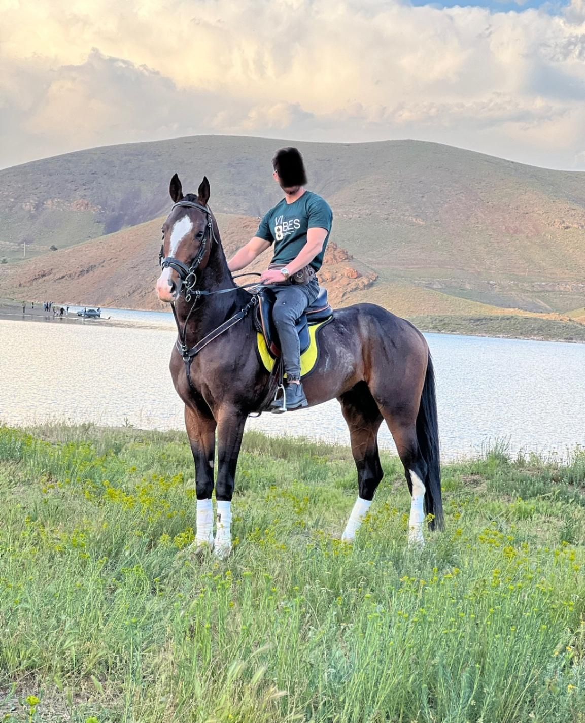 اسب|اسب و تجهیزات اسب‌سواری|تهران, ونک|دیوار