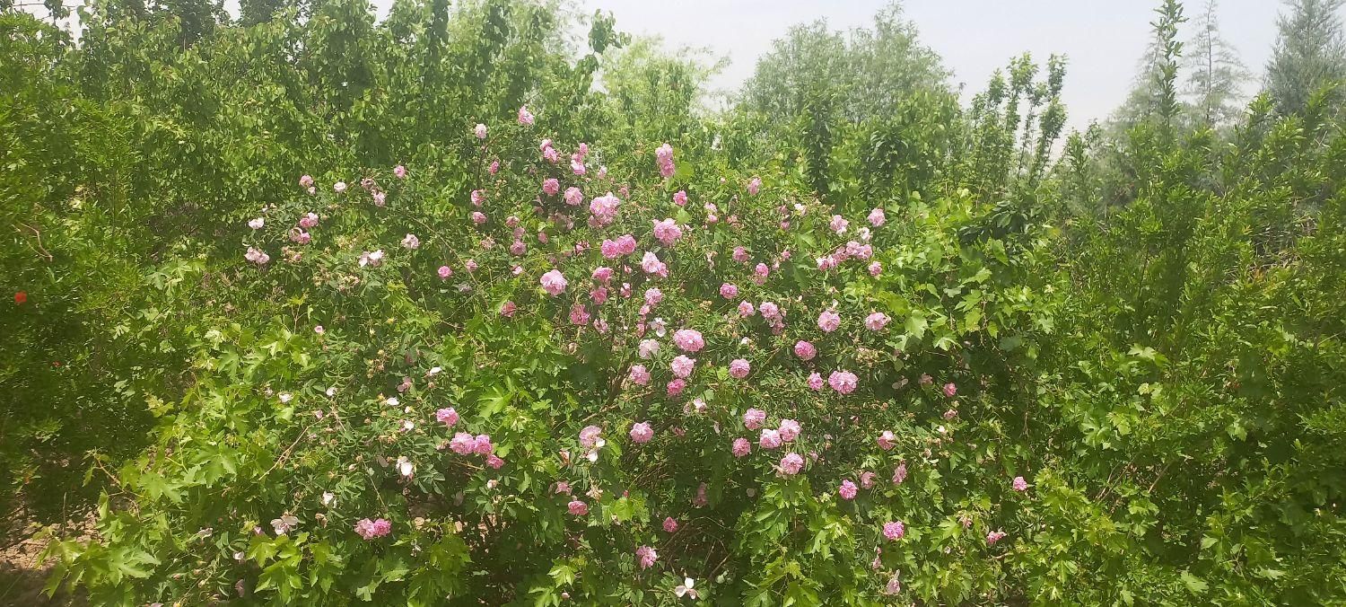 باغ نقلی ۲۷۱ متر پلائین تهران|فروش خانه و ویلا|تهران, کریم‌آباد|دیوار